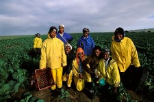 farmworkers in South Africa